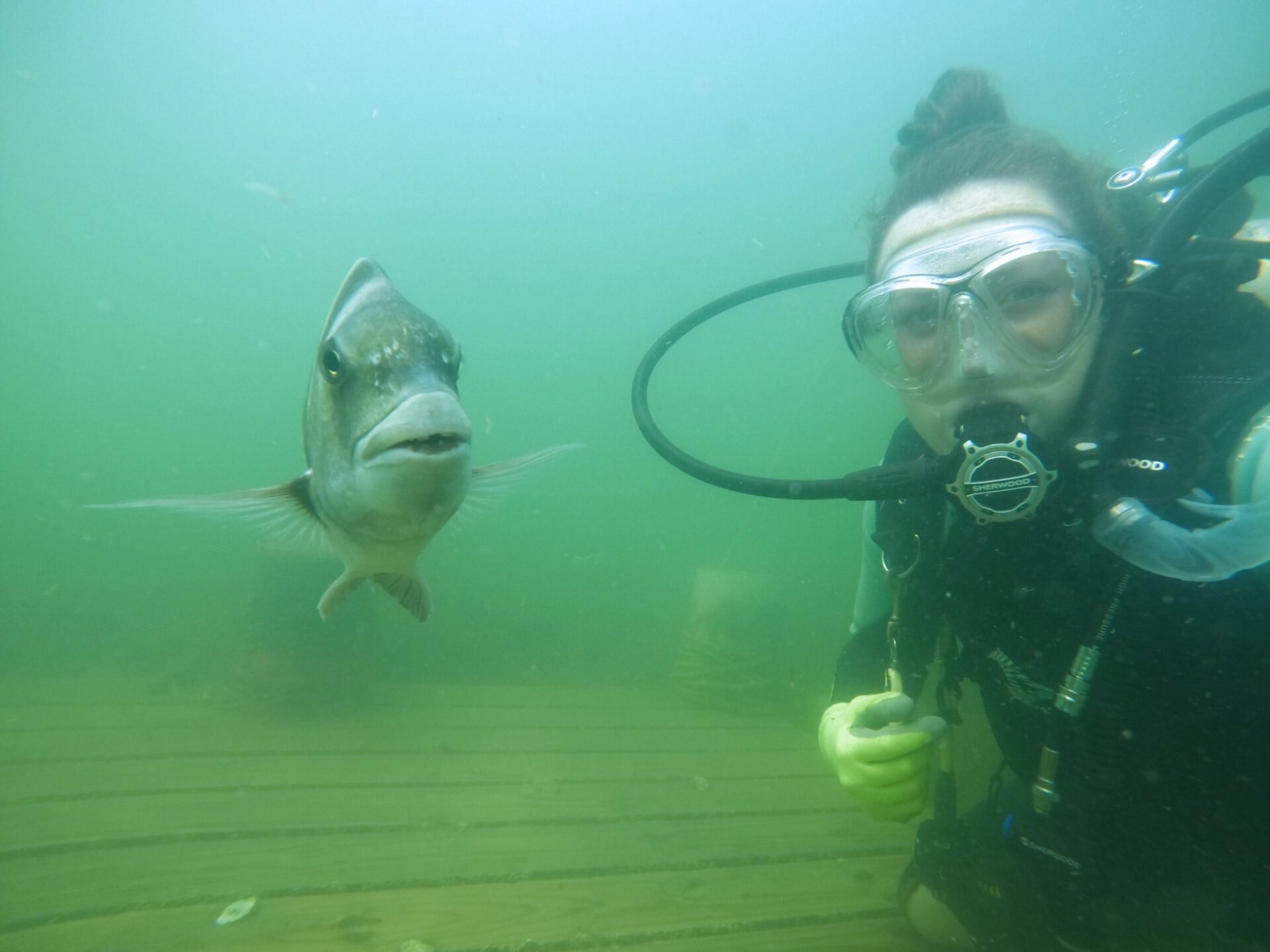 Scuba Diving Charters And Training Roanoke Island Dive Shop